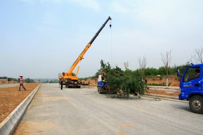 九州东道启动道路绿化配套工程