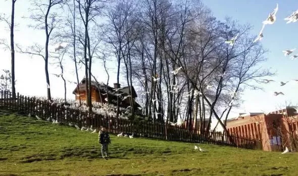 照金春色正怡人！