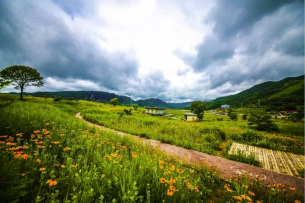 照金七彩轮回第二季——金色花海，惊艳绽放